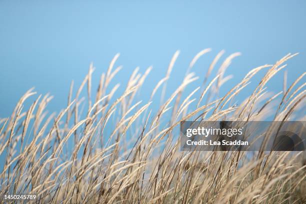 beach grass - reed grass family stock pictures, royalty-free photos & images