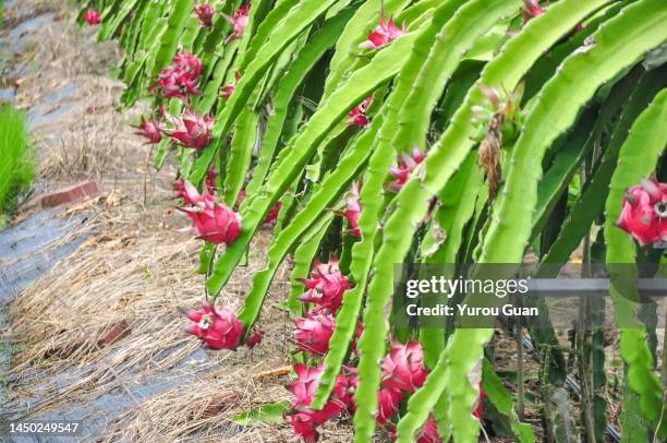 Pitaraj Tree 608 Pitaya Tree Stock Photos, High-Res Pictures, and Images - Getty Images