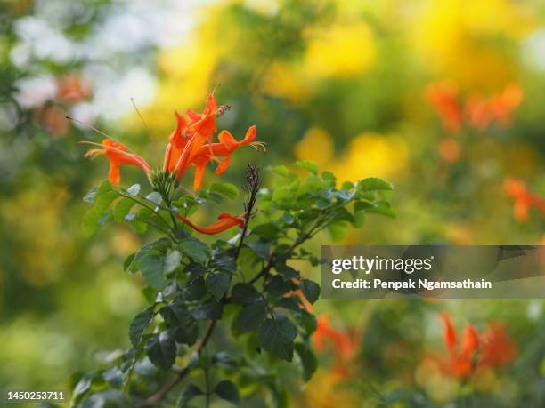 pyrostegia venusta, bignoniaceae, orange trumpet, flame flower, fire-cracker vine orange flower on burred of nature background in garden tips of the five petals are shaped in a long strip and curled back - firecracker vine stock pictures, royalty-free photos & images