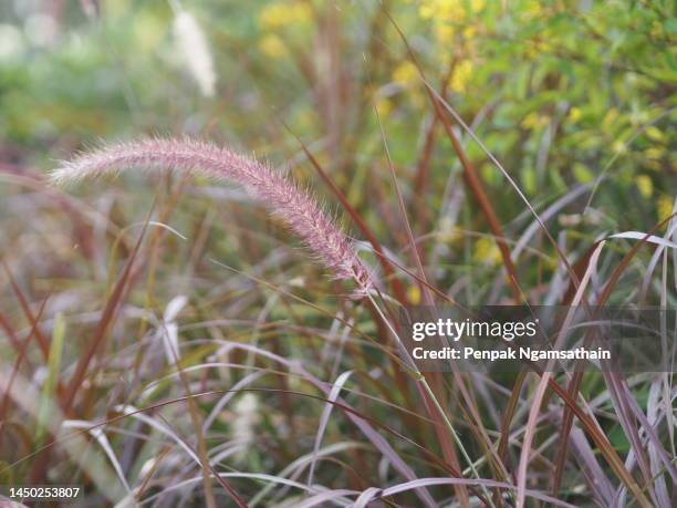 gramineae pennisetum polystachyon brown color flower grass axillary and branched inflorescence set on a long stalk. consisting of a large number of purple sub-flowers appearance is not very fluffy nature background - long grass stockfoto's en -beelden