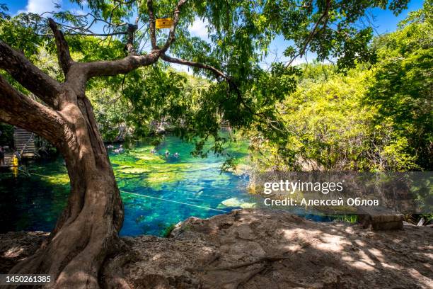 landscape in the mexican jungle. beautiful mexican jardin del eden cenote with turquoise water and jungle plants - yucatan peninsula - fotografias e filmes do acervo