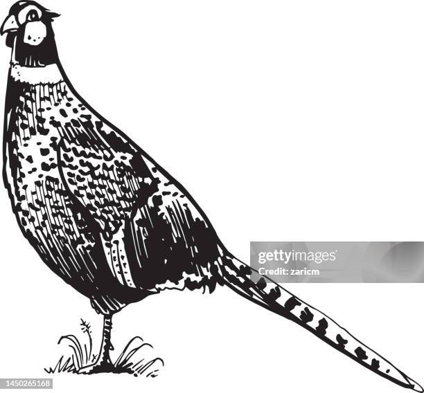 hand drawn sketch of pheasant in black isolated on white background. - pheasant bird stock illustrations