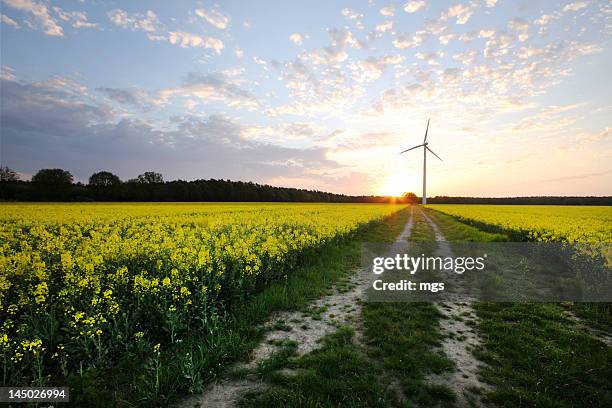 windengine at sunset - land-brandenburg stockfoto's en -beelden