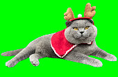 british shorthair cat wearing a christmas hat and dress on a solid green background