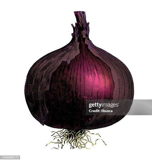 stockillustraties, clipart, cartoons en iconen met vegetables plants antique engraving color illustration: rocca red onion - spaanse ui