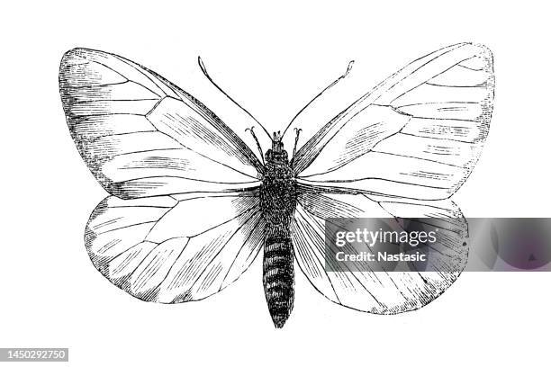 pieris balcana, large white butterfly common on the balkan peninsula, artogeia balcana, balkan green veined - aporia crataegi stock illustrations