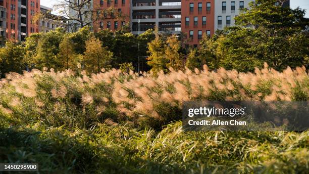 in autumn, reeds grow around the building - glen allen stock pictures, royalty-free photos & images