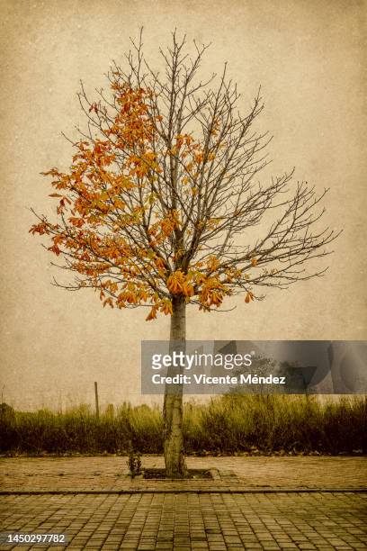 chestnut with few leaves - sky and trees green leaf illustration foto e immagini stock