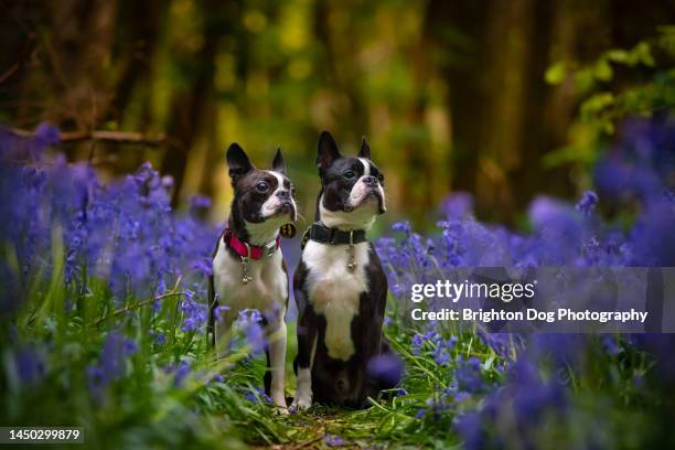 boston terrier dog in a park and woodland setting - boston terrier photos et images de collection