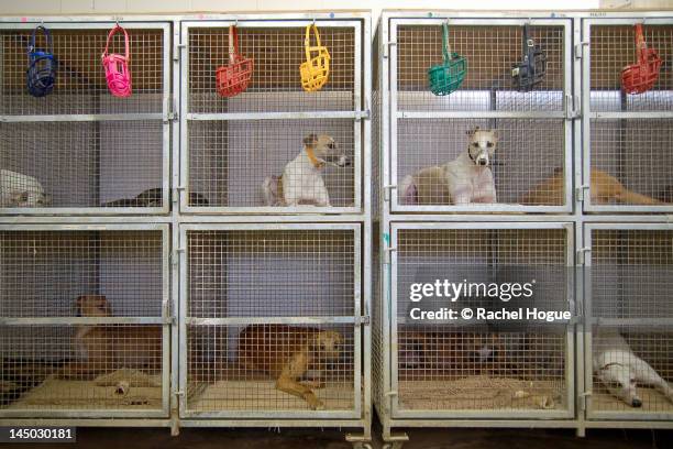 dogs resting in crates - dog kennel stock pictures, royalty-free photos & images