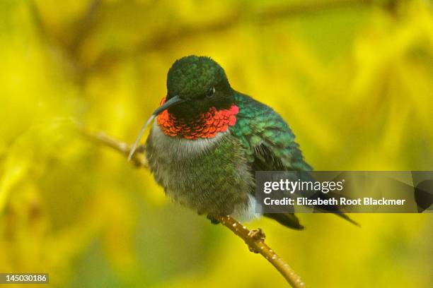 male ruby-throated hummingbird - elizabeth root blackmer stock pictures, royalty-free photos & images