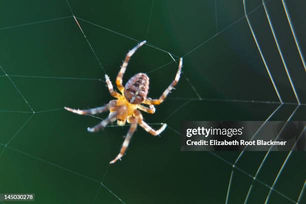 spinning web - elizabeth root blackmer stock pictures, royalty-free photos & images