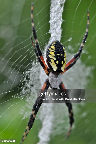 wet spider - elizabeth root blackmer stock pictures, royalty-free photos & images