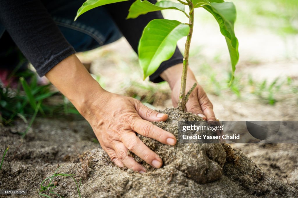 Close Up of Hands holding new growth plant