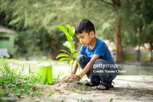 asian boy replanting tree - día de la tierra fotografías e imágenes de stock