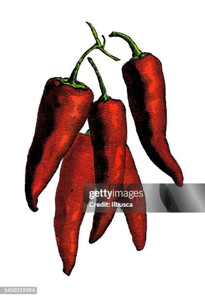 gemüsepflanzen antike gravur farbillustration: red chili peppers - chili schote stock-grafiken, -clipart, -cartoons und -symbole