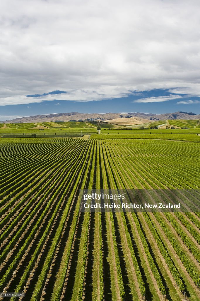 Marlborough vineyard