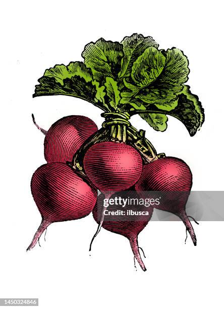 stockillustraties, clipart, cartoons en iconen met vegetables plants antique engraving color illustration: red radish - radijs