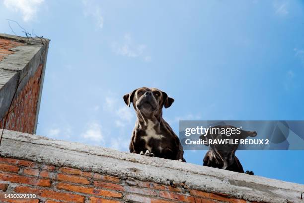 dachhunde - bellen stock-fotos und bilder