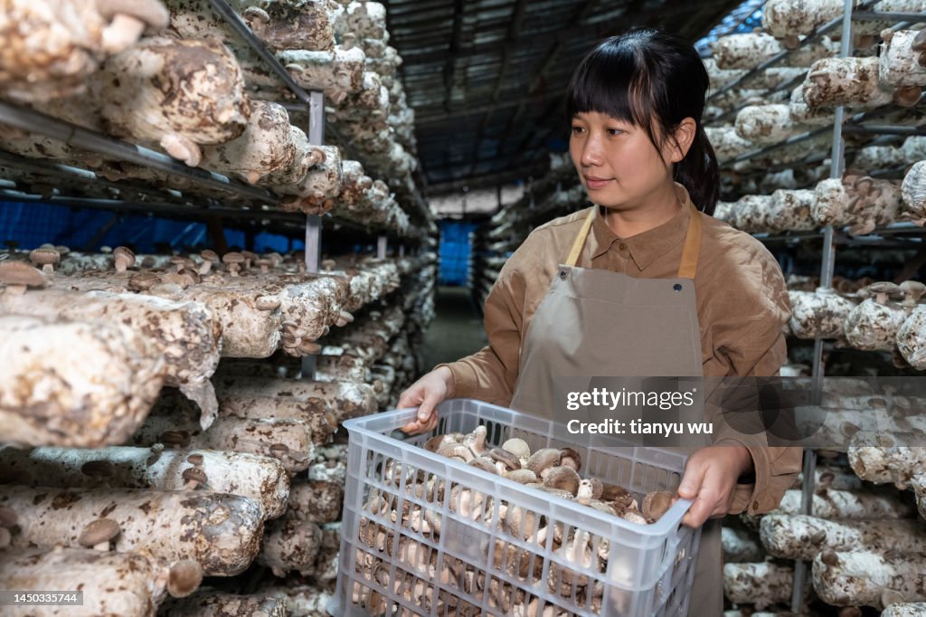 A female farmer works in a mushroom house