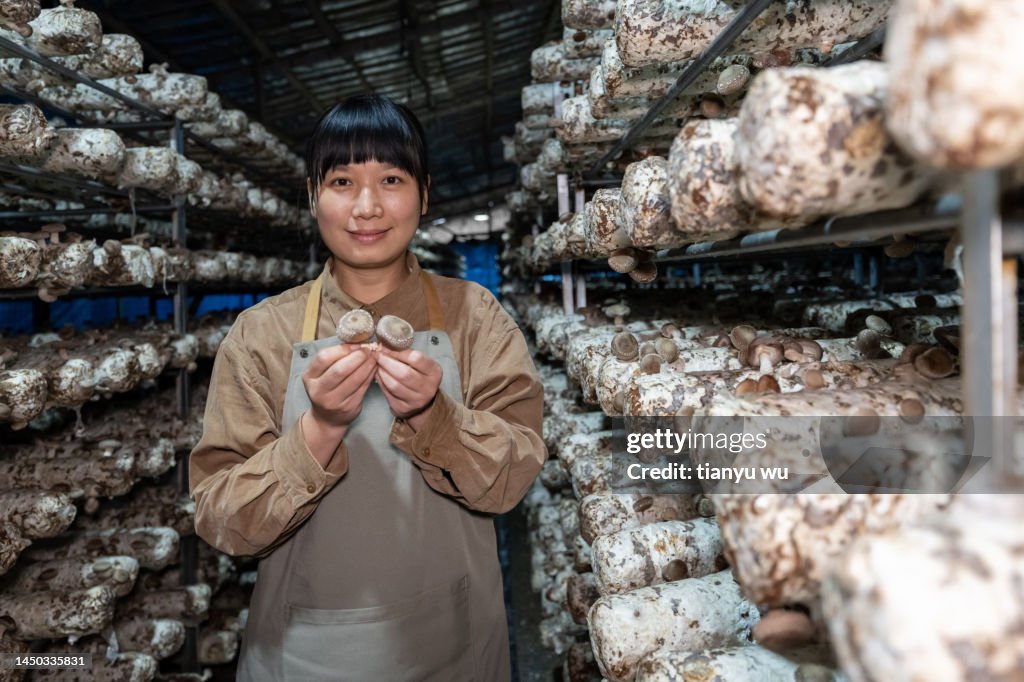 A female farmer works in a mushroom house