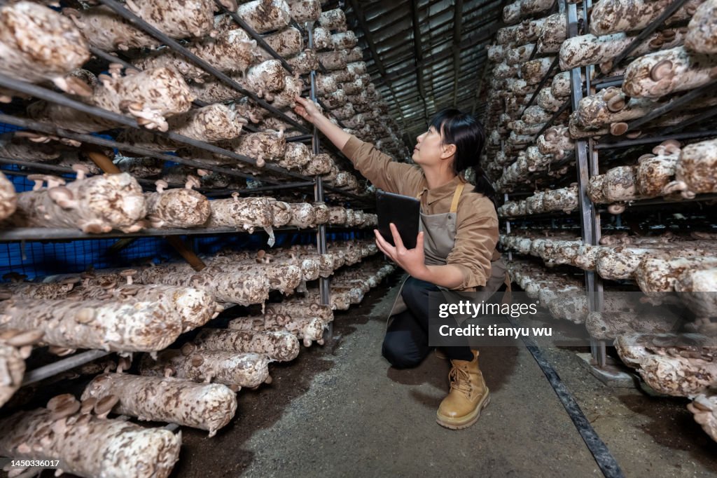 A female agronomist works with a tablet computer in a mushroom greenhouse