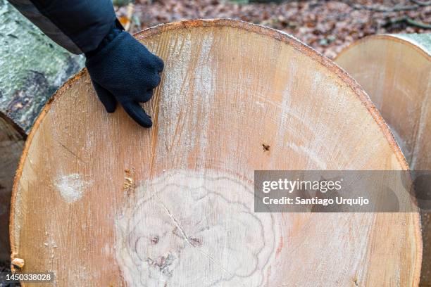 child counting the rings of a beech tree - cambium stock pictures, royalty-free photos & images