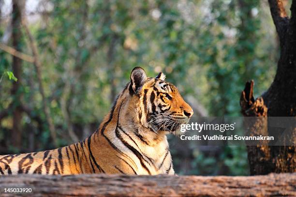 bengal tiger - vudhikrai stock-fotos und bilder