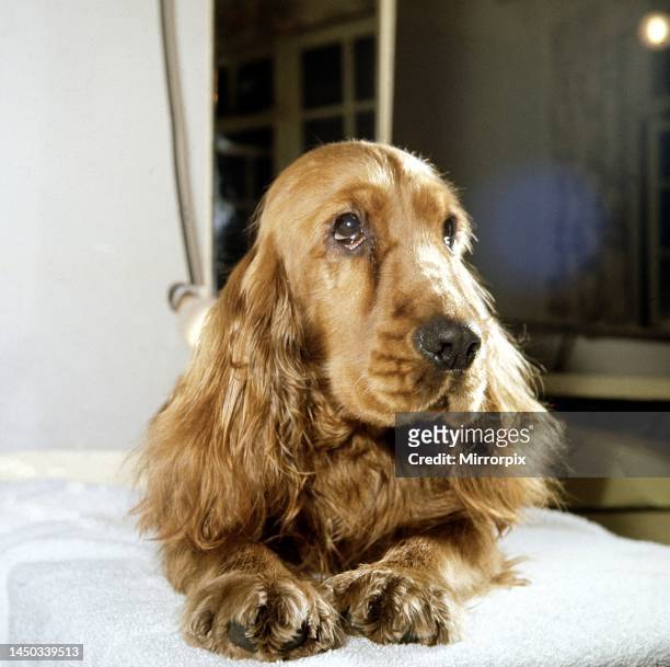 Flush the Cocker Spaniel, owned by Mary Chipperfield, who is appearing in the play 'Robert & Elizabeth'. December 1964.