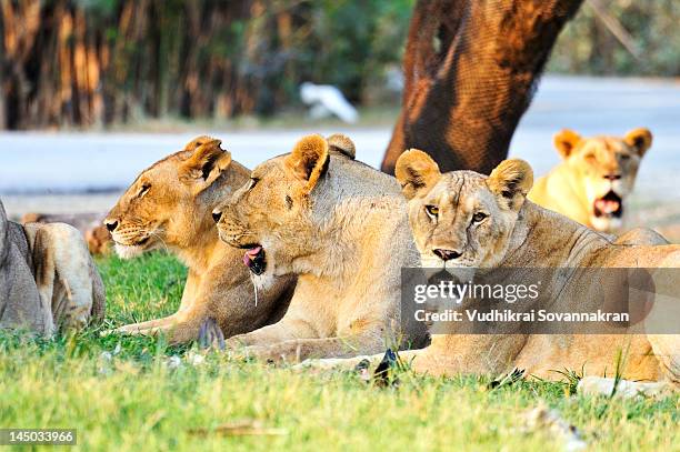 african lions - vudhikrai stock-fotos und bilder