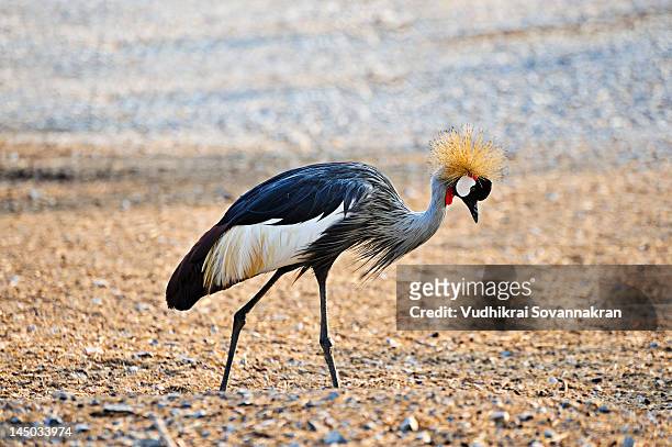 grey crowned crane - vudhikrai stock-fotos und bilder