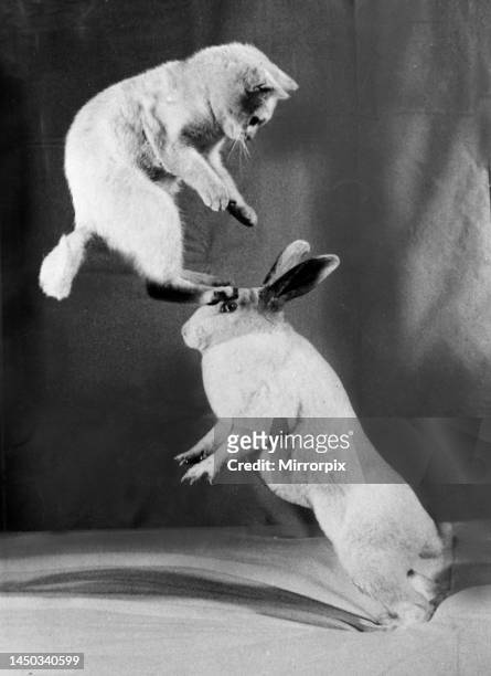Cat and rabbit jumping.