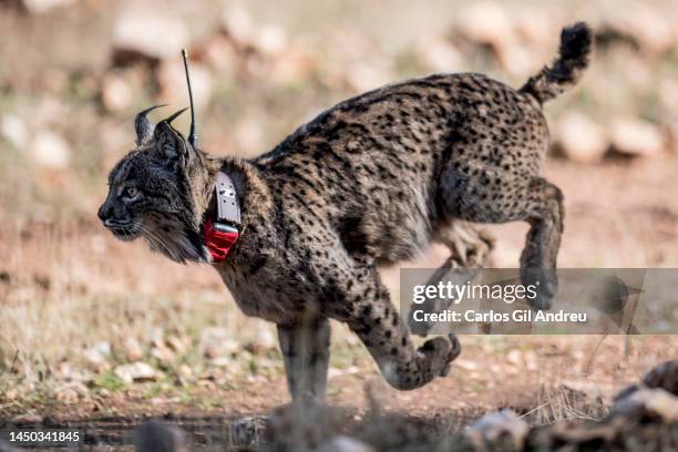 An Iberian lynx with a radio frequency collar runs after being released on December 19, 2022 in Granada, Spain. Five Iberian lynx, in danger of...