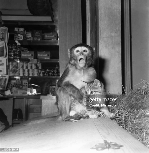 Java Monkey Baby 5,682 Funny Monkey Stock Photos, High-Res Pictures, and Images - Getty ...