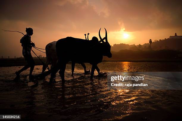 farmer - farmer dawn stock pictures, royalty-free photos & images