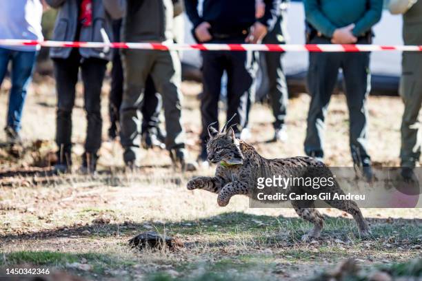An Iberian lynx wearing a radio frequency collar runs after being released on December 19, 2022 in Granada, Spain. Five Iberian lynx, in danger of...