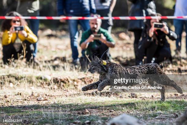 An Iberian lynx wearing a radio frequency collar runs after being released on December 19, 2022 in Granada, Spain. Five Iberian lynx, in danger of...