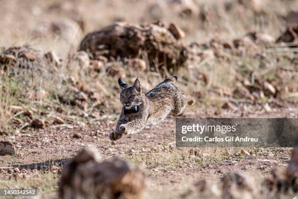 An Iberian lynx with a radio frequency collar runs after being released ​on December 19, 2022 in Granada, Spain. Five Iberian lynx, in danger of...