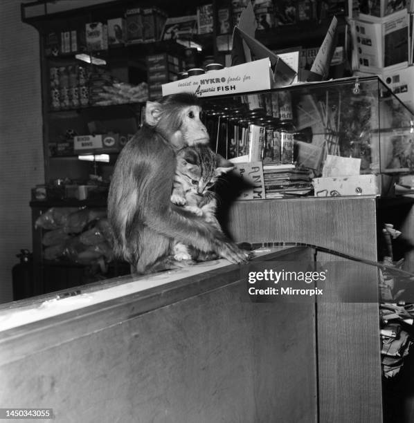 Java Monkey Baby Coco Young Photos and Premium High Res Pictures - Getty Images