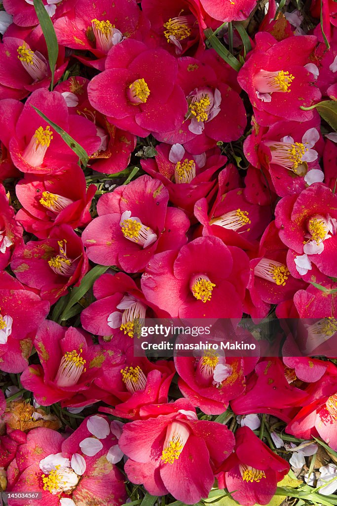 Camellia flowers