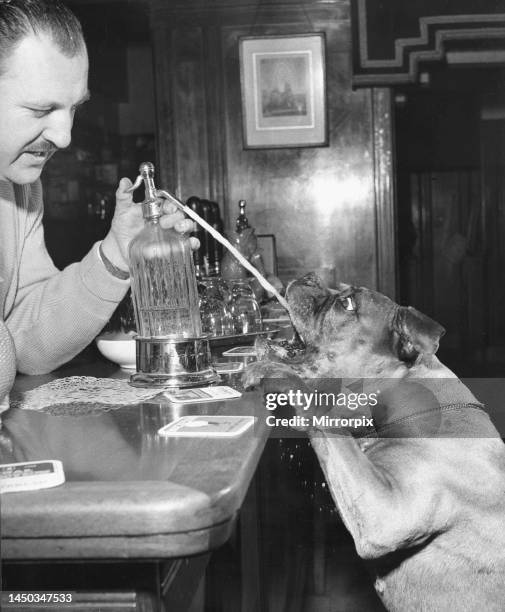 Barman squirts a Soda Siphon into a Boxer dogs mouth. June 1959.