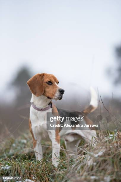 a beagle - beagle imagens e fotografias de stock