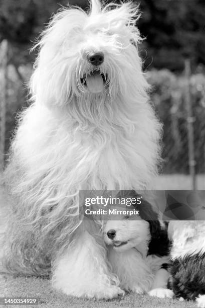 Old English Sheepdogs: When you're only seven weeks old and suddenly separated from your mother, life can be a bit lonely. Or so six Bobtail pups...