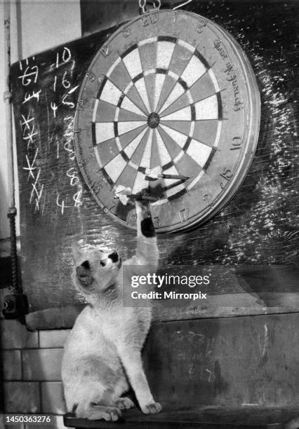 Snowball the clever kitten. When the men in the Melting House of the Royal Mint play darts, she pulls the darts out for them. April 1953.