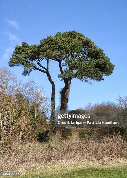 Impoding Tree 77 Battle Of Pinus Stock Photos, High-Res Pictures, and Images - Getty ...
