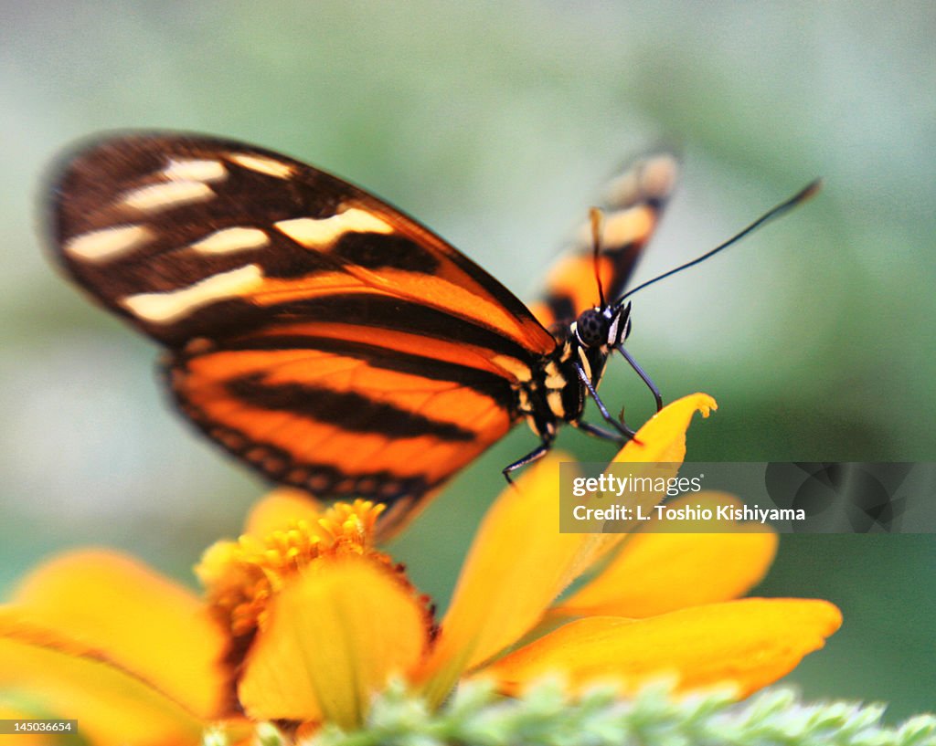 Butterfly on yellow flower