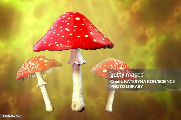 ilustrações, clipart, desenhos animados e ícones de fly agaric mushrooms, illustration - fly agaric mushroom