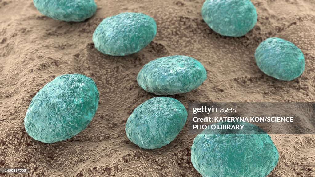 Nematode worm eggs, illustration