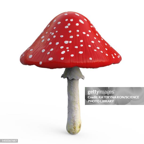 fly agaric mushroom, illustration - toadstool stock illustrations