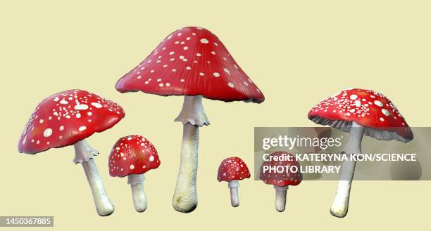 fly agaric mushrooms, illustration - toadstool stock illustrations